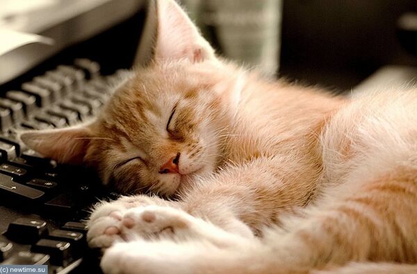 sleeping_cat_cute_little_kitty_cat_living_wallpaper_1600x1200_9A56C