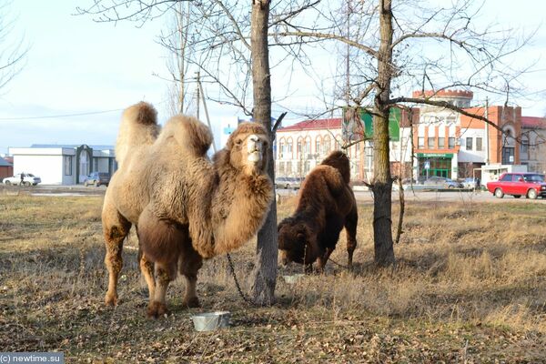 Верблюды в Михайловке!